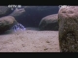 自然传奇 《自然传奇》 20141001 狂野无极限（3）