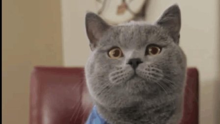 猫男AaronsAnimals 第一季 脱单路漫漫 原来猫咪的失恋后遗症也这么可怕 10