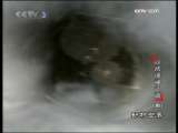 动物世界 动物世界 2009年 第216期