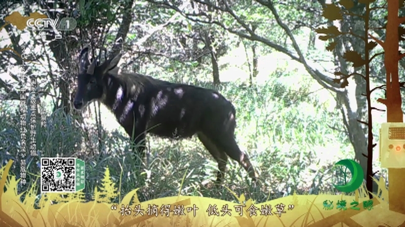 《秘境之眼》 藏酋猴/赤腹松鼠/毛冠鹿/中华鬣羚/勺鸡/黑熊/野猪/小麂 20210224