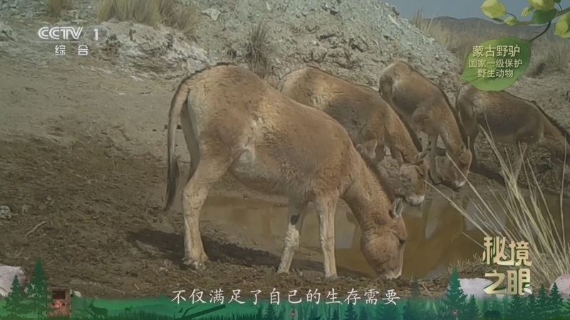 《秘境之眼》 蒙古野驴 20260506