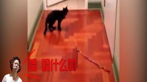 环球奇趣 当爱唱歌的猫遇到包租婆