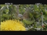 动物世界 《动物世界》 20140818 虫虫总动员