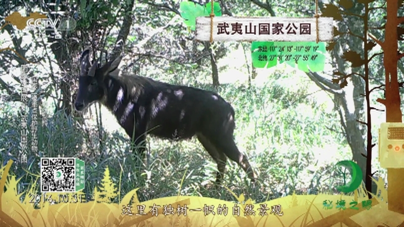 《秘境之眼》 小麂/中华鬣羚/勺鸡/白鹇/藏酋猴/野猪/毛冠鹿 20211016