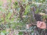 原来如此 《原来如此》 20140720 蜂口夺金