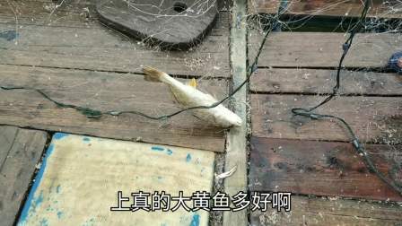 南澳岛赶海日记 小伙出海捕鱼，两条超大鲈鱼一起被抓起一公一母，1千急忙被收走