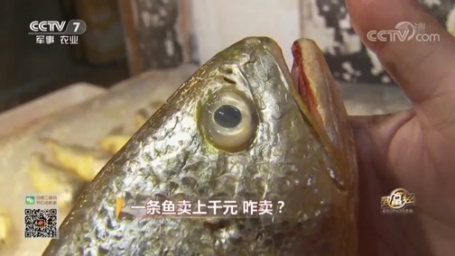 致富经 [致富经]一条鱼卖上千元 咋卖？ 20190402