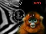 动物世界 《动物世界》 20110818
