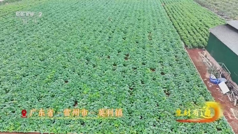 《生财有道》 20260325 雷州早行人 山海巧生财