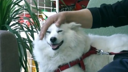 你会怎么做特别策划 宠物医院的故事