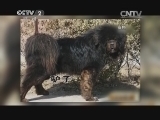 生财有道 《生财有道》 20140401 苏北獒王进京记