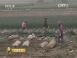 消费主张 《消费主张》 20160421 菜价调查——葱都探访葱价