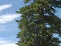 米卡成长天地（3-4岁） 米卡看世界-秋天的树叶