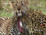动物世界 《动物世界》 20180212 草原上的大猫王国