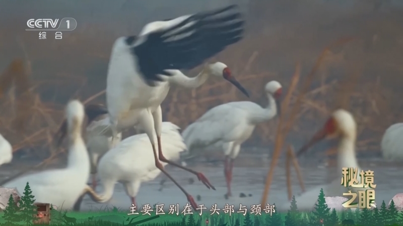 秘境之眼 《秘境之眼》 白鹤 20260217