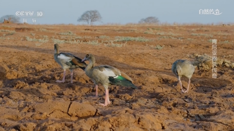 《自然传奇》 20260414 肯尼亚察沃传奇