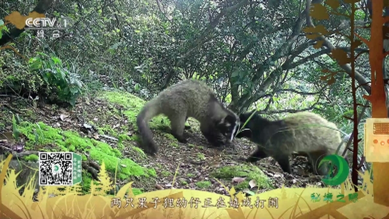秘境之眼 《秘境之眼》 果子狸 20220902
