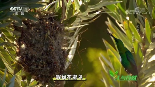 人与自然 《人与自然》 20190507 南非——洋流交汇（下）