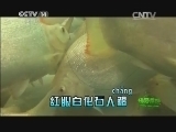绿野寻踪 《绿野寻踪》 20140611
