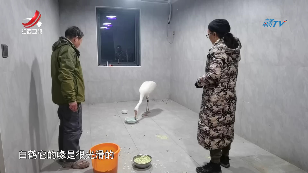社会传真 “缘”有是鹤来