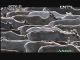 人与自然 《人与自然》 20130608 生命——哺乳动物（下）
