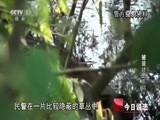 今日说法 《今日说法》 20150731 被设计的车祸（下）