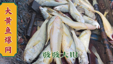 南澳岛赶海日记 小伙捕鱼遇到大黄鱼冲网，就像是大海在发年终奖，鱼排老板抢着收