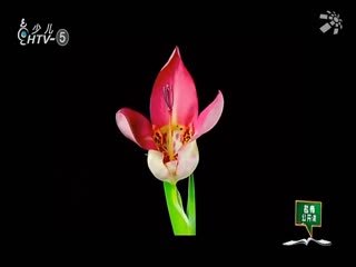 名师公开课 《适合纹样：水中盛开的花》授课教师：张群