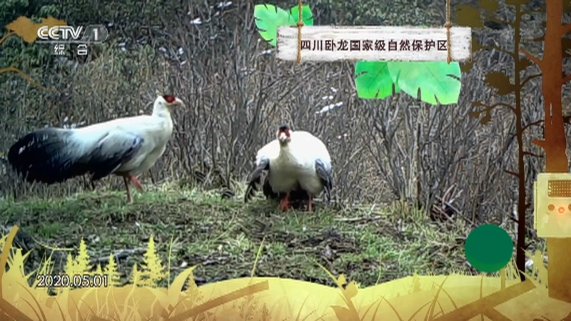 《秘境之眼》 白马鸡 20210116
