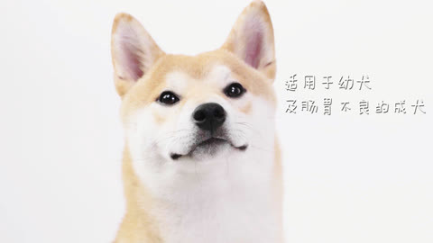 肠胃不好的狗狗还有救吗？