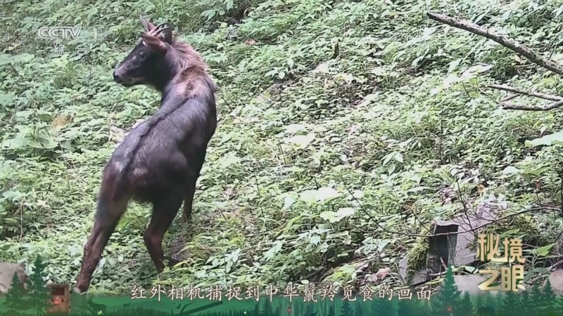 秘境之眼 《秘境之眼》 鬣羚 20260226