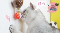 举起爪儿来 DIY猫咪自助喂食器 方便又省心 11