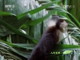 人与自然 《人与自然》 20150322 自然发现：卷尾猴 森林中的智者