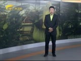 新闻夜总汇 《新闻大通道》 20160619
