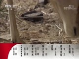 动物世界 《动物世界》 20180317 家有萌狗