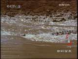 动物世界 动物世界 2009年 第233期
