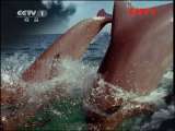 人与自然 《人与自然》 20110925 人物亲历——丛林巡视者