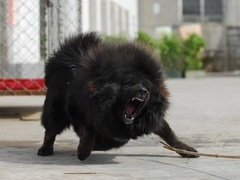 经典传奇 藏獒格桑传奇
