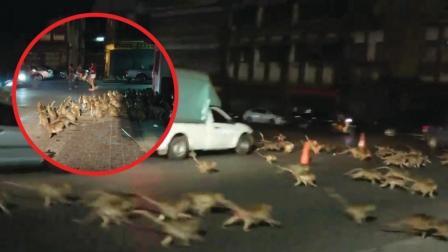 猪头传媒 2017 12月 泰国景区放烟花 数百只猴子恐慌奔逃进市区场面喜感