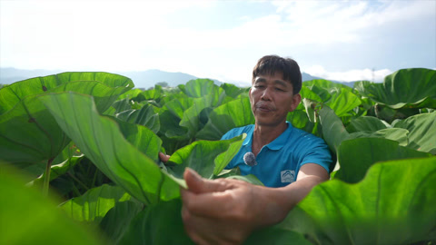 种植前线2025 芋头蓬勃生长超争气 祥云助力增产增收