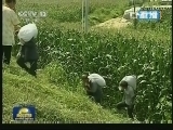 新闻联播 《新闻联播》 20130823 21:00