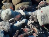 动物世界 《动物世界》 20180315 海鬣蜥的幸福生活