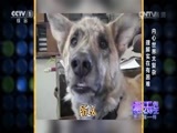 博乐先生微逗秀 《博乐先生微逗秀》 20151019