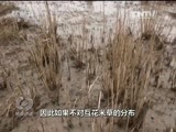 焦点访谈 《焦点访谈》 20170211 东滩湿地的生态修复之路