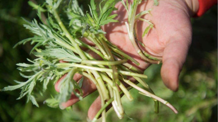 农村这种野菜钙含量是牛奶7倍，可以润泽皮肤