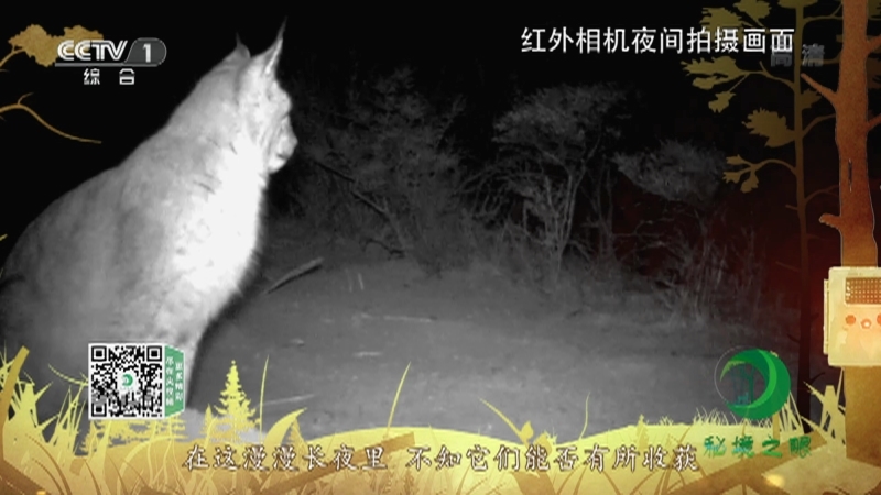 《秘境之眼》 猞猁 20210712