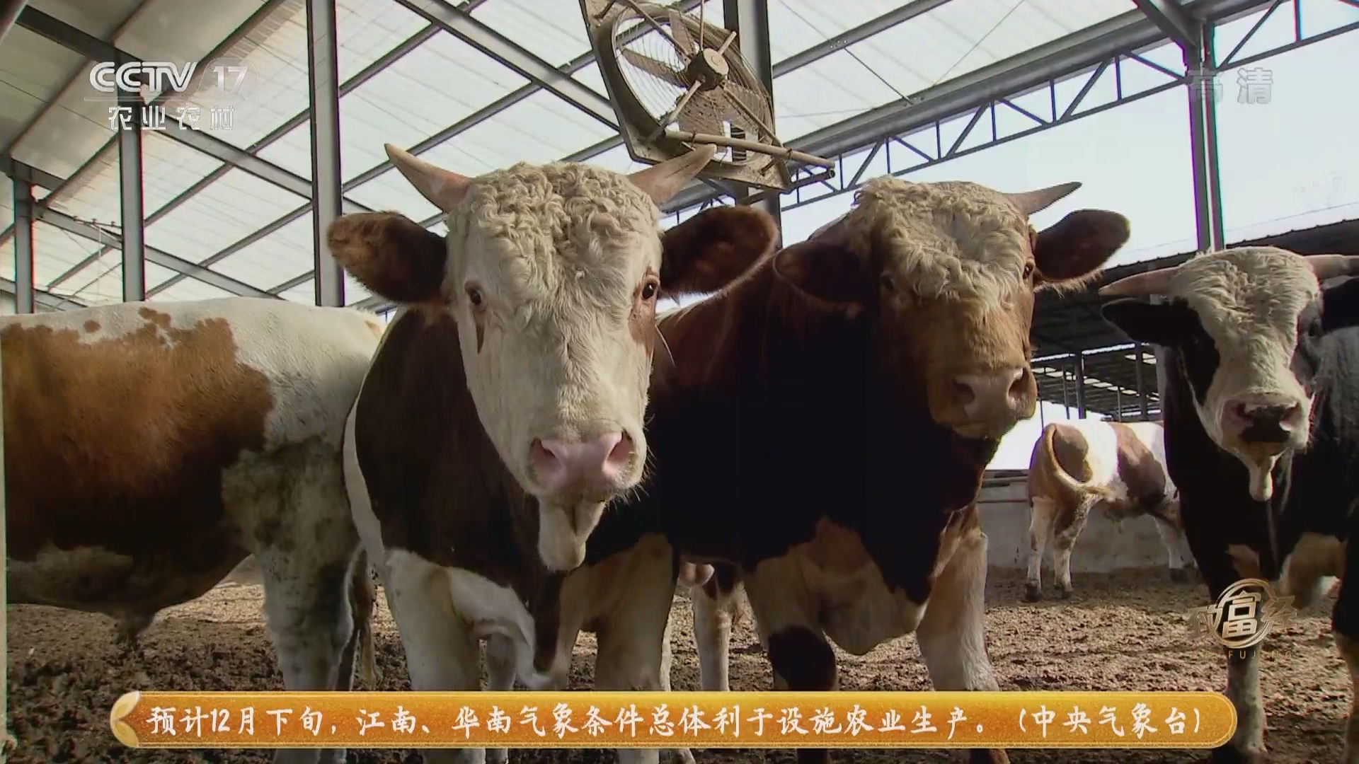 《致富经》 20211215 养牛算大账 敢舍巧生财