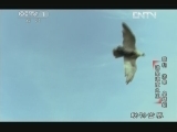 动物世界 《动物世界》 20130402 猎豹、游隼、皇蜻蜓谁是速度之王