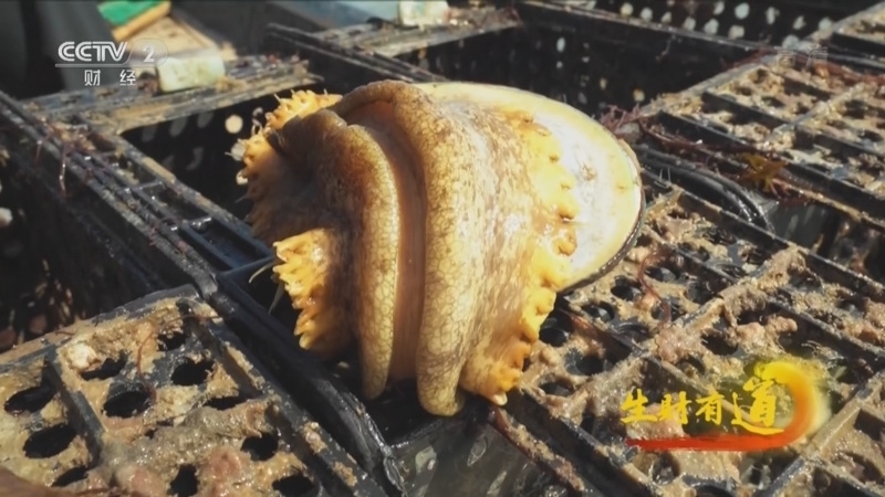 生财有道 《生财有道》 20221221 生态中国沿海行——山东荣成：海上丰收季 渔家美味多