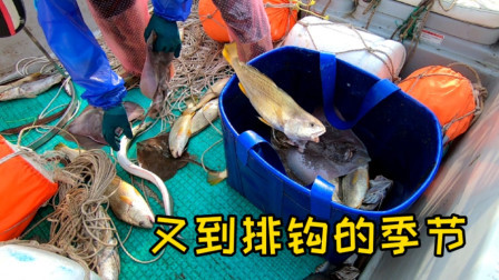 岛民阿杰玩海钓 又是一年排钩季，阿杰搬工具时遇朋友放排钩而回，这鱼获让人羡慕